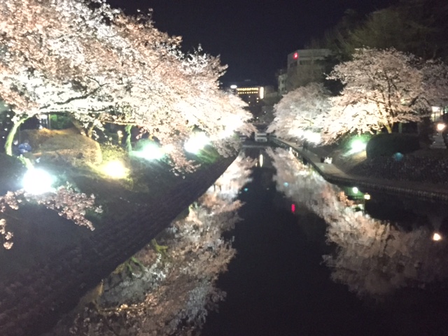 桜